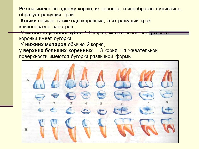 Резцы имеют по одному корню, их коронка, клинообразно суживаясь, образует режущий край.  Клыки